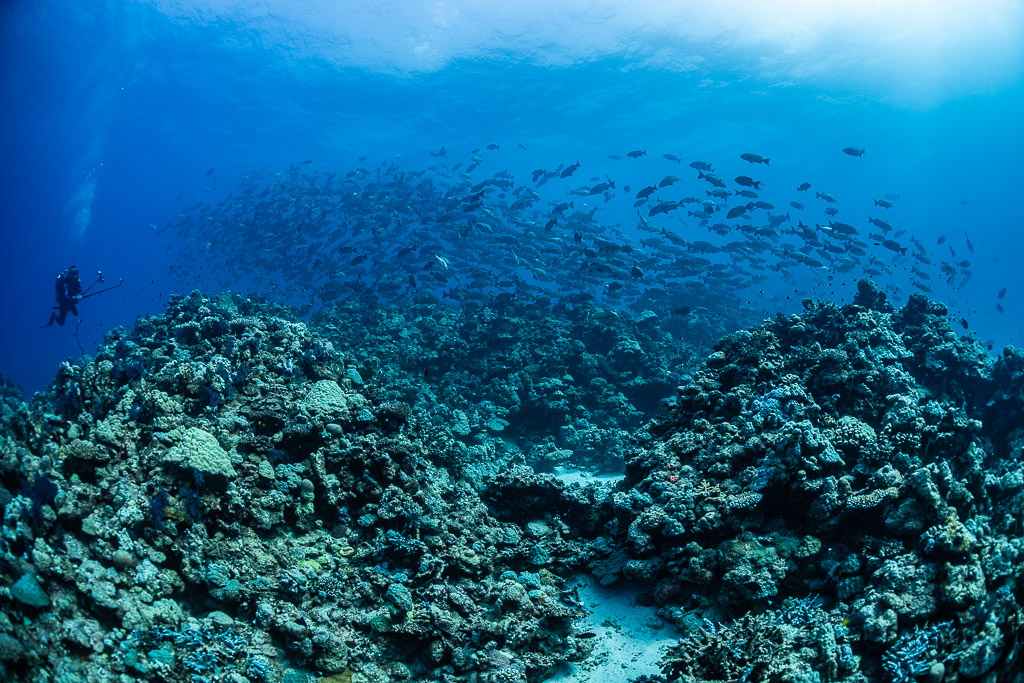 Grand banc de poissons au-dessus d’un récif avec un plongeur au loin, Shaab Samadai Kebir, mer Rouge, Égypte