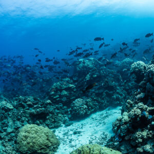 Banc de poissons au-dessus de massifs coralliens et d’un chenal sableux, Shaab Samadai Kebir, mer Rouge, Égypte