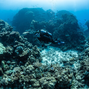 Diver exploring a sandy hollow between coral heads, Shaab Samadai Kebir, Red Sea, Egypt