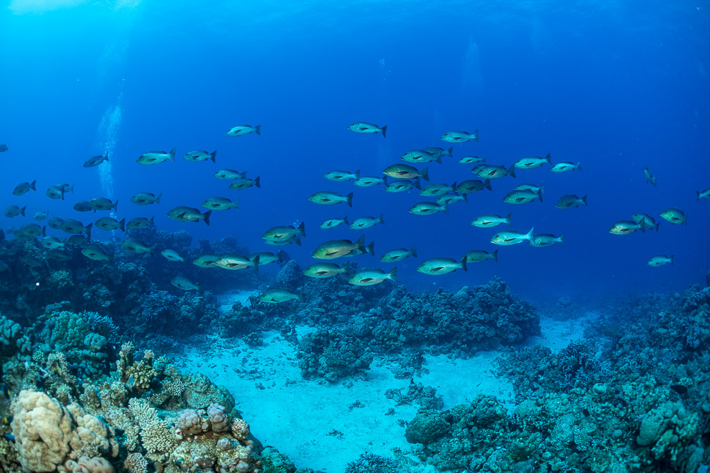 School of snappers over sand and coral in blue water, Shaab Samadai Kebir, Red Sea, Egypt
