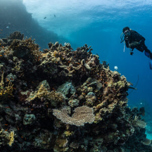 Diver beside a coral outcrop with a table coral under the surface, Shaab Samadai Kebir, Red Sea, Egypt