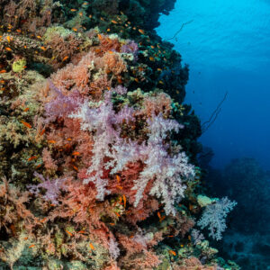 Coraux mous roses et rouges sur un tombant récifal, vertical, Shaab Samadai Kebir, mer Rouge, Égypte