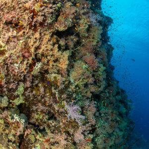 Tombant couvert de coraux mous s’élevant vers le bleu, vertical, Shaab Samadai Kebir, mer Rouge, Égypte