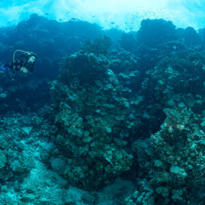 Diver over a broad reef with coral pillars in blue water, Shaab Elba North, Red Sea, Egypt