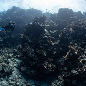 Diver among dark coral pillars under a bright surface, Shaab Elba North, Red Sea, Egypt