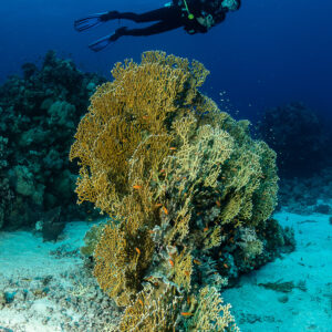 Diver above a large golden sea fan rising from the sand, Fasma Tutana, Red Sea, Egypt
