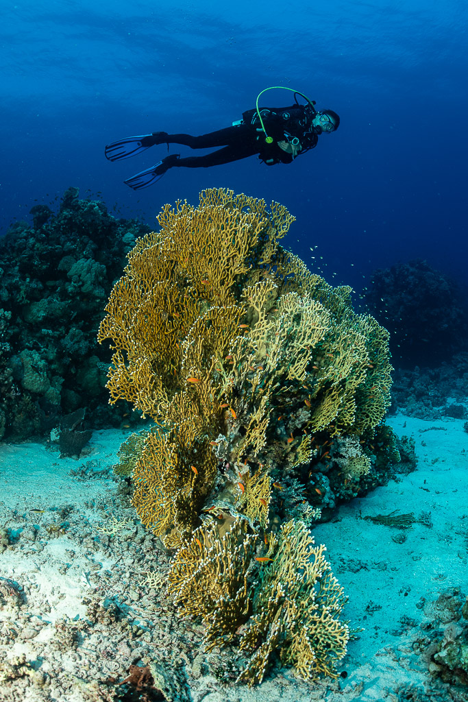 Diver above a large golden sea fan rising from the sand, Fasma Tutana, Red Sea, Egypt
