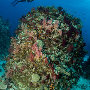Diver above a coral pinnacle covered with red soft corals, Fasma Tutana, Red Sea, Egypt