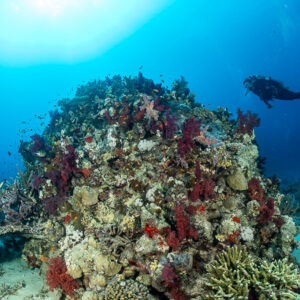 Diver beside a coral pinnacle with red soft corals on white sand, Fasma Tutana, Red Sea, Egypt