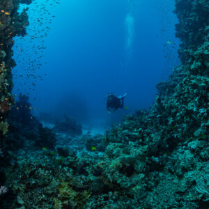 Diver at the bottom of a reef canyon full of small fish, vertical, Fasma Tutana, Red Sea, Egypt