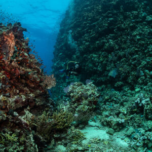 Coral pinnacle with soft corals beside a sandy channel, vertical, Fasma Tutana, Red Sea, Egypt