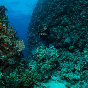 Diver between two coral pinnacles in a sandy channel, vertical, Fasma Tutana, Red Sea, Egypt