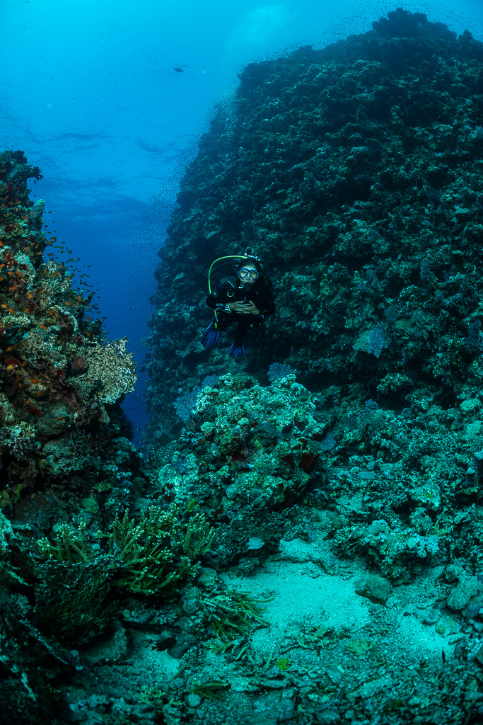 Diver between two coral pinnacles in a sandy channel, vertical, Fasma Tutana, Red Sea, Egypt