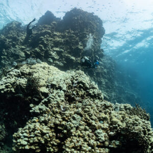 Diver half hidden behind a coral wall under the surface, Sabri Baba 1 wreck, Red Sea, Egypt