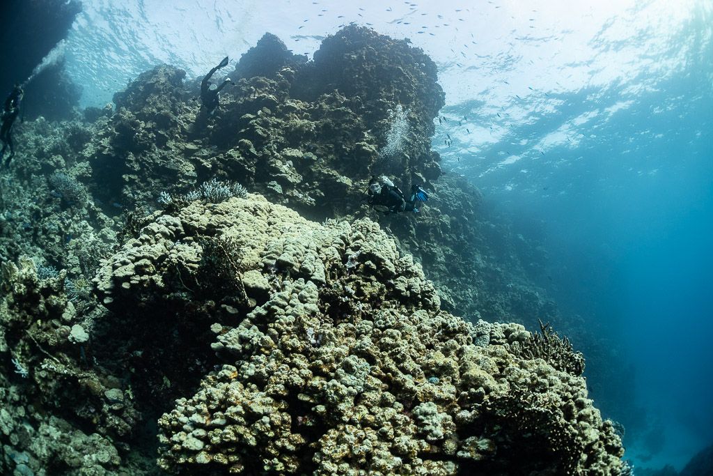 Diver half hidden behind a coral wall under the surface, Sabri Baba 1 wreck, Red Sea, Egypt