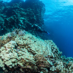 Diver passing a large coral head on a reef wall, Sabri Baba 1 wreck, Red Sea, Egypt