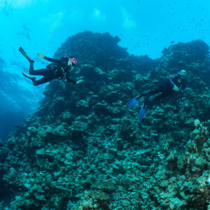 Two divers swimming up a coral wall, Sabri Baba 1 wreck, Red Sea, Egypt