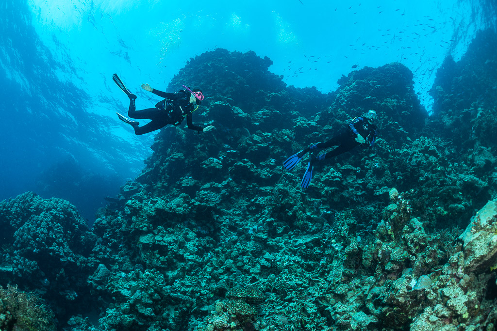 Two divers swimming up a coral wall, Sabri Baba 1 wreck, Red Sea, Egypt