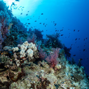 Reef slope with soft corals and anthias in the blue, Habili Abu Fendira, Red Sea, Egypt
