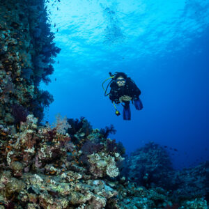 Diver above a reef slope with soft corals, vertical, Habili Abu Fendira, Red Sea, Egypt