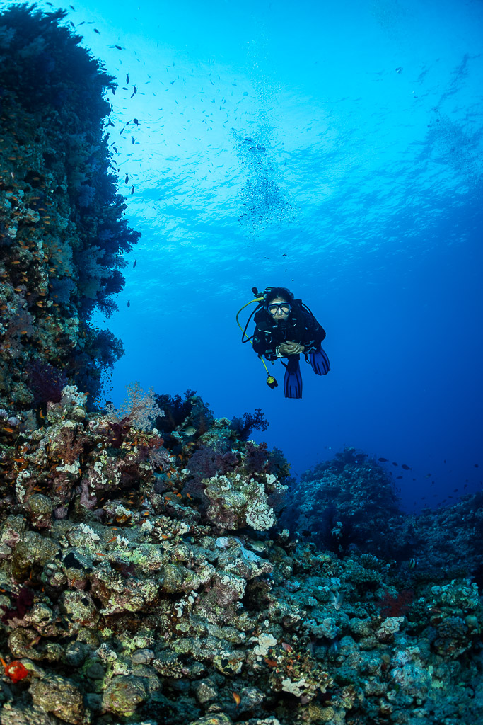 Diver above a reef slope with soft corals, vertical, Habili Abu Fendira, Red Sea, Egypt