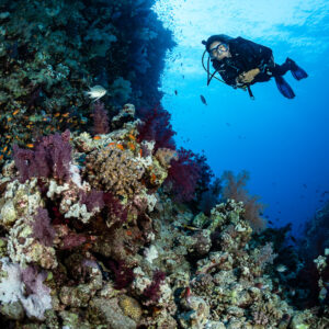 Diver above a reef slope with purple soft corals, Habili Abu Fendira, Red Sea, Egypt