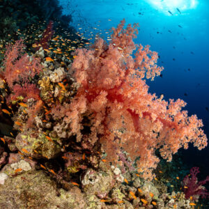 Corail mou rose avec anthias orange sur une pente récifale, Habili Abu Fendira, mer Rouge, Égypte