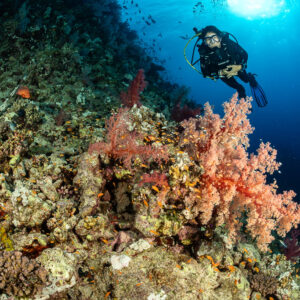 Diver above pink soft corals and anthias on a reef slope, Habili Abu Fendira, Red Sea, Egypt