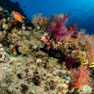 Coral grouper and bannerfish on a reef with colourful soft corals, Habili Abu Fendira, Red Sea, Egypt