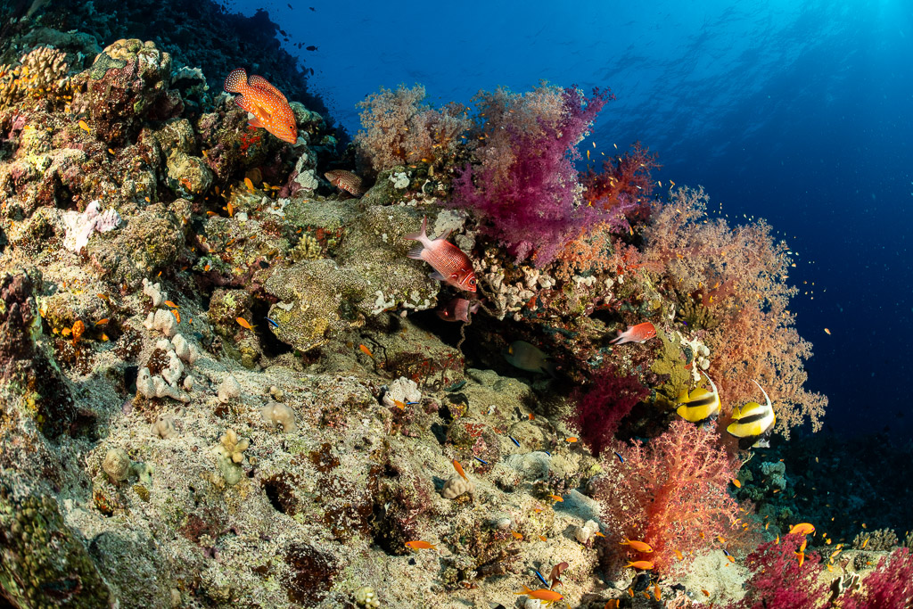 Coral grouper and bannerfish on a reef with colourful soft corals, Habili Abu Fendira, Red Sea, Egypt