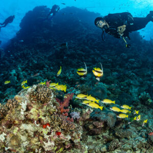 Divers above coral slope with schooling yellow snappers and two bannerfish, Habili Abu Fendira, Red Sea, Egypt
