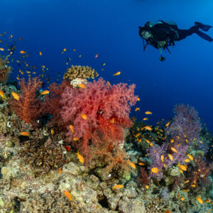 Diver gliding above red soft coral and swirling anthias on reef top, Habili Abu Fendira, Red Sea, Egypt