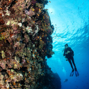 Silhouetted diver beside coral wall looking up toward the surface, vertical, Habili Abu Fendira, Red Sea, Egypt