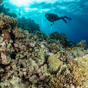 Diver above coral pinnacle with sunburst through the surface, Habili Abu Fendira, Red Sea, Egypt
