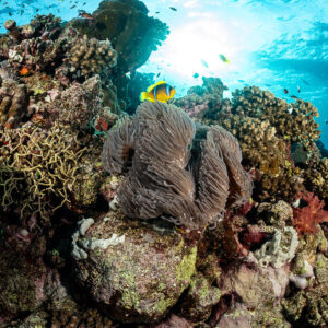 Poissons-clowns de mer Rouge dans une anémone magnifique, soleil en contre-jour, Habili Abu Fendira, mer Rouge, Égypte
