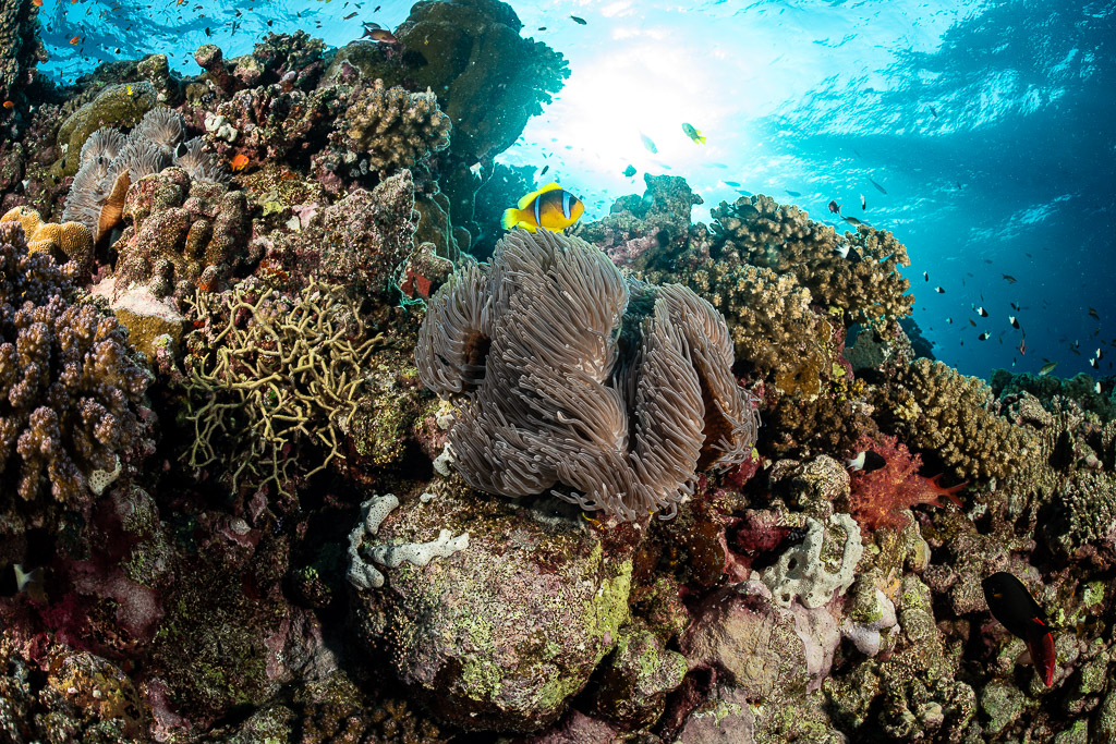 Red Sea anemonefish in magnificent sea anemone with sunburst on reef, Habili Abu Fendira, Red Sea, Egypt