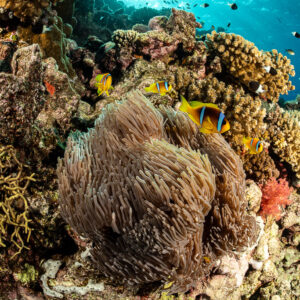 Close wide-angle of anemone home to Red Sea anemonefish on coral reef, Habili Abu Fendira, Red Sea, Egypt