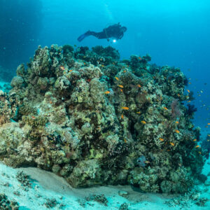 Diver hovering above isolated coral bommie on white sand, Fasma Abu Fendira, Red Sea, Egypt