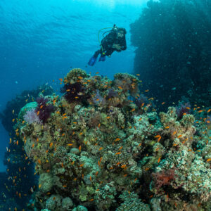 Diver above coral bommie topped with soft corals near reef wall, Fasma Abu Fendira, Red Sea, Egypt