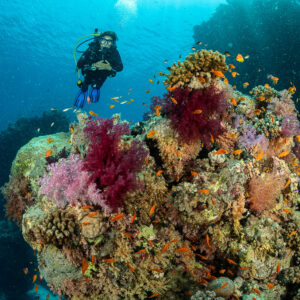 Female diver beside soft coral pinnacle surrounded by anthias, Fasma Abu Fendira, Red Sea, Egypt
