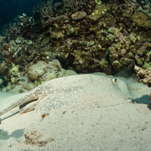 Large speckled stingray resting on sand under coral overhang, Gota Abu Fendira, Red Sea, Egypt
