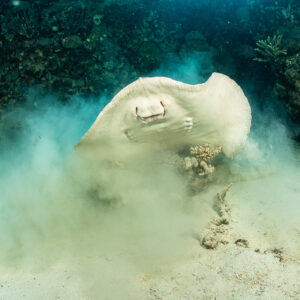 Stingray lifting off the bottom in a cloud of stirred sand, frontal view, Gota Abu Fendira, Red Sea, Egypt
