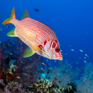 Sabre squirrelfish in profile above soft corals in blue water, Habili Gafar, Red Sea, Egypt