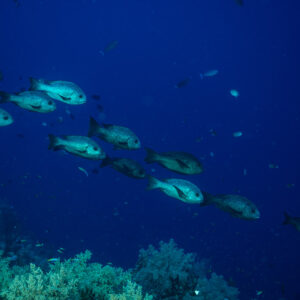 Small school of black and white snappers swimming in deep blue, Habili Gafar, Red Sea, Egypt