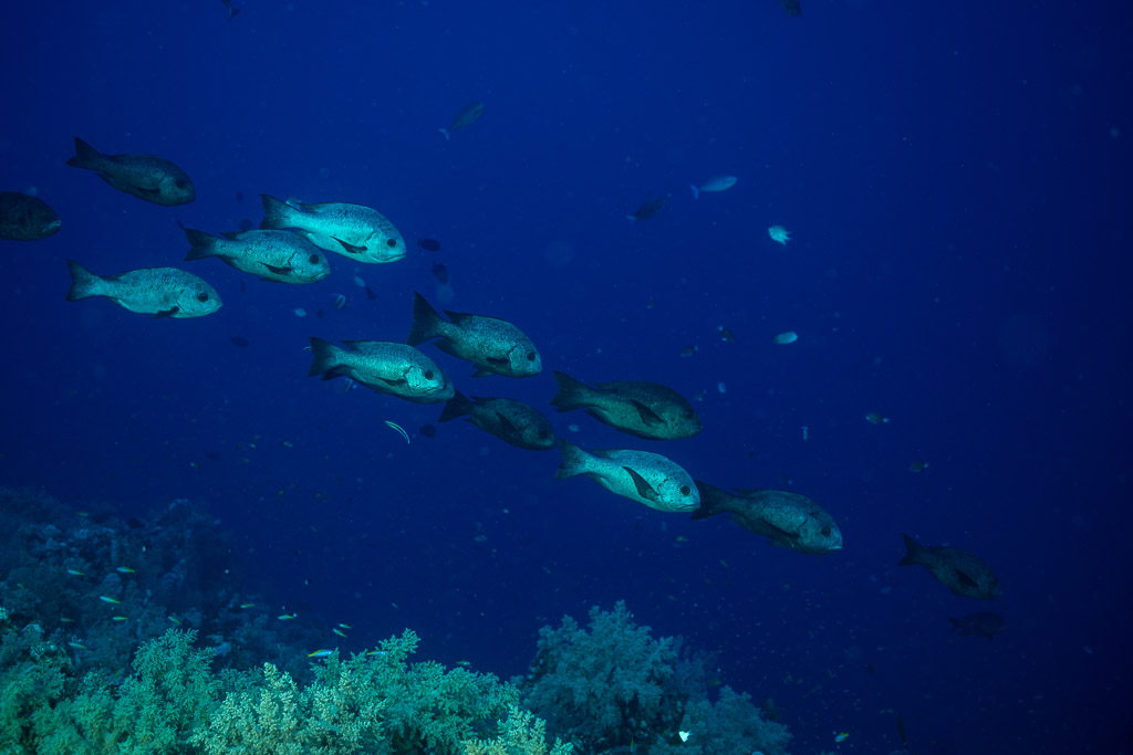 Small school of black and white snappers swimming in deep blue, Habili Gafar, Red Sea, Egypt