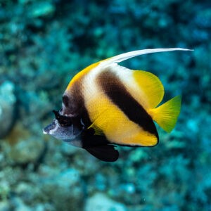 Red Sea bannerfish in profile over blurred reef, Habili Gafar, Red Sea, Egypt