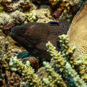 Giant moray peering from coral with cleaner wrasse on its head, Habili Gafar, Red Sea, Egypt