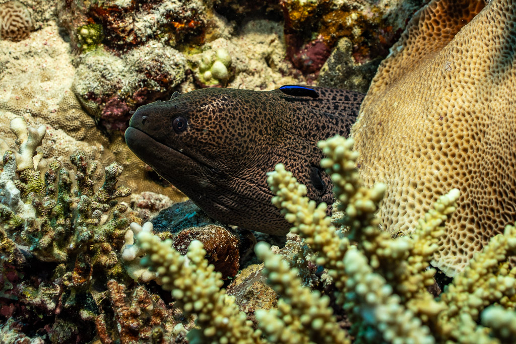Giant moray peering from coral with cleaner wrasse on its head, Habili Gafar, Red Sea, Egypt
