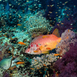 Sabre squirrelfish among purple soft corals and anthias, Habili Gafar, Red Sea, Egypt