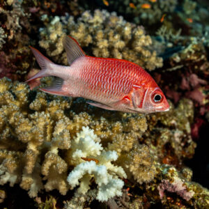 Sabre squirrelfish in profile above hard coral, Habili Gafar, Red Sea, Egypt
